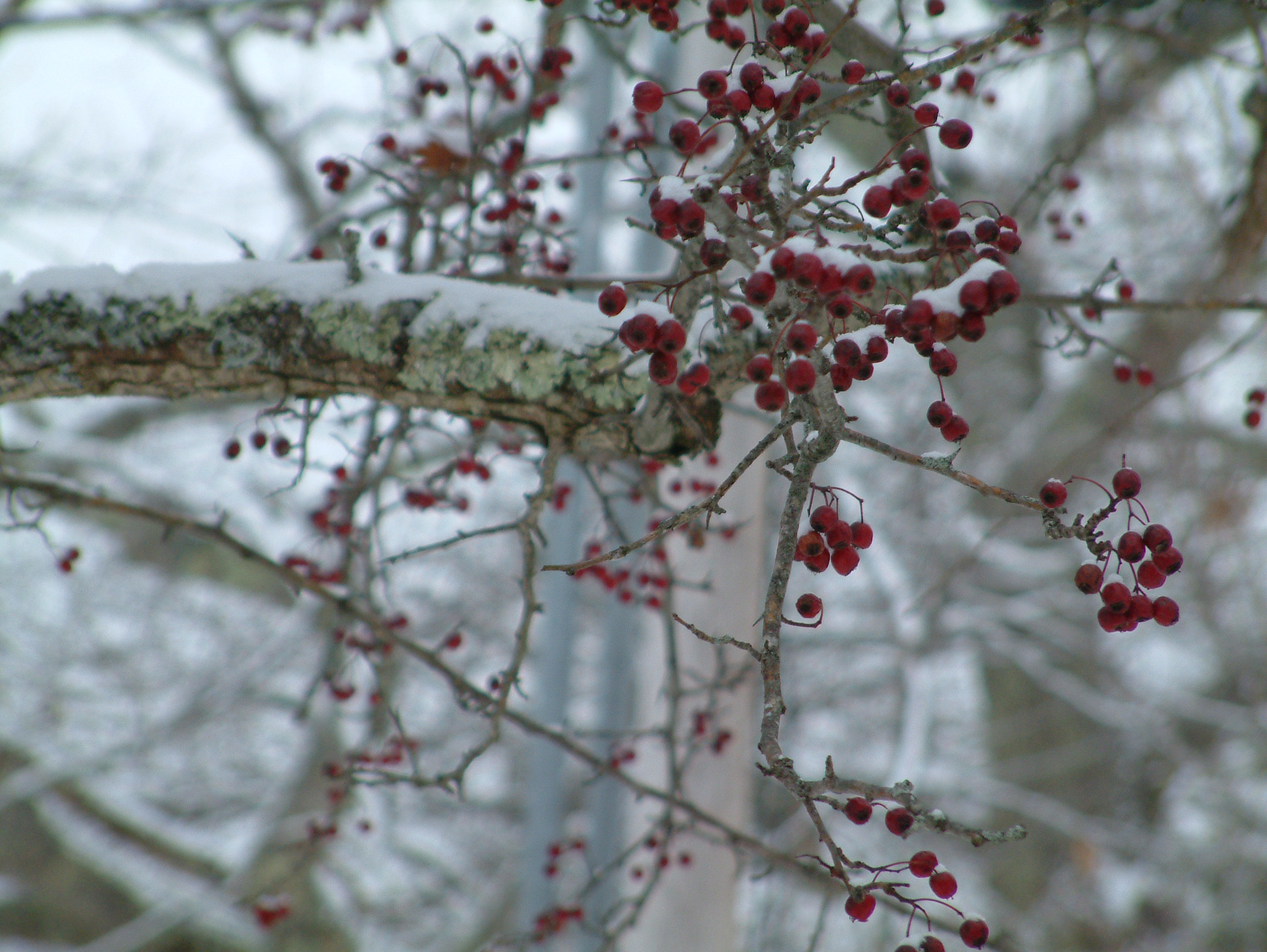 New Snow